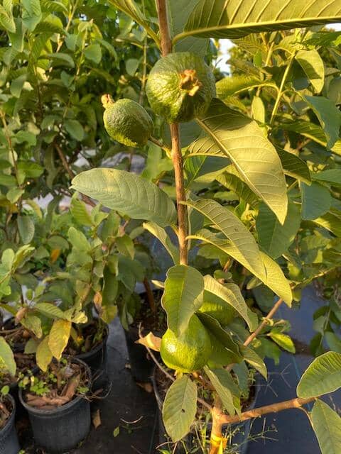 Taiwanese White Guava Tree - Image 3