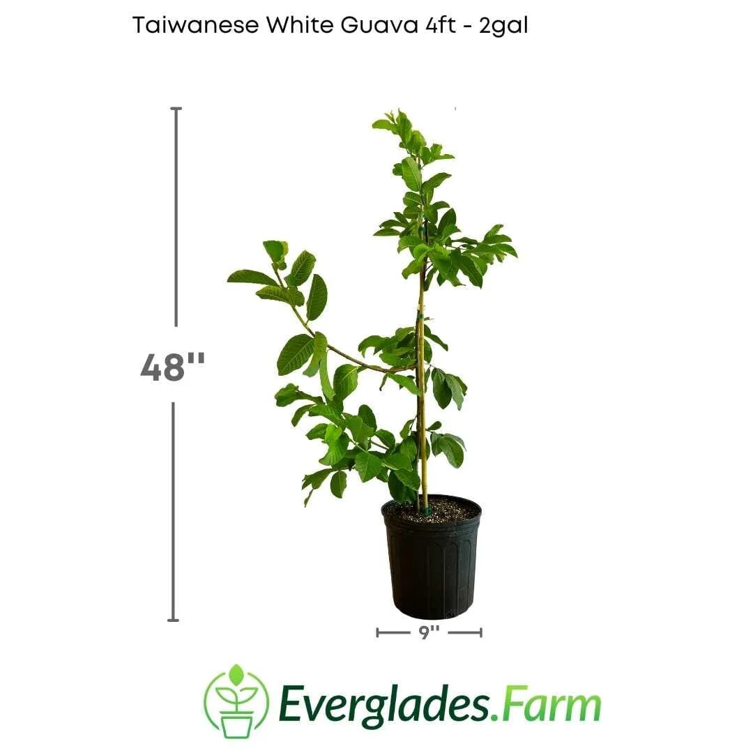 Taiwanese White Guava Tree - Image 4