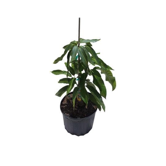 Toledo Mango Tree Grafted