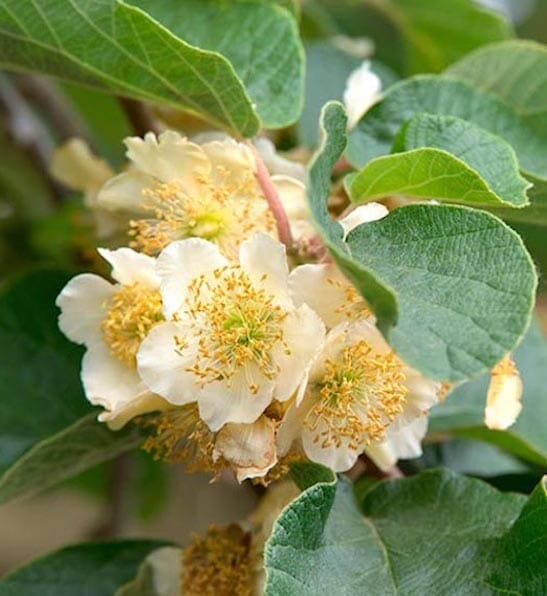 Tomuri Fuzzy Kiwi Vine (Male Pollinator) - Image 3