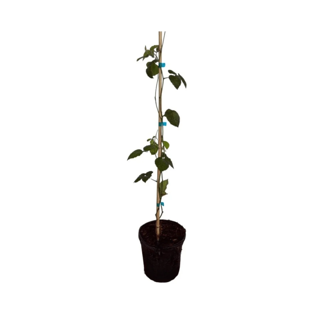 Triple Crown Blackberry Plant - Image 2