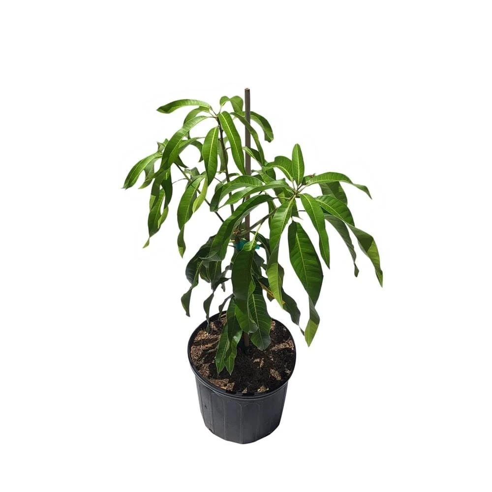 Ugly Betty Mango Tree, Grafted
