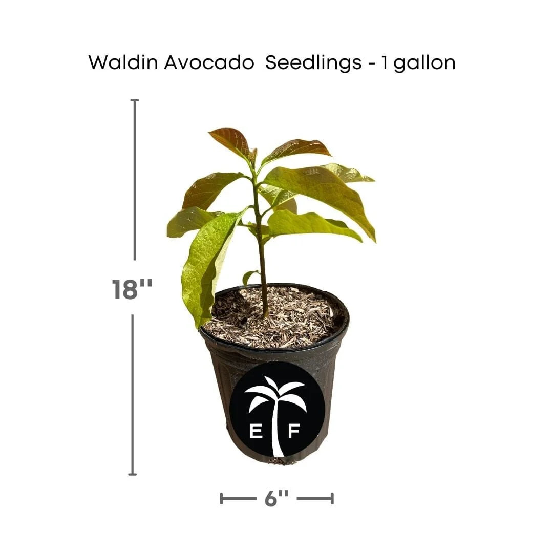 Wheeling Avocado Tree from Seedlings 1-gallon pot
