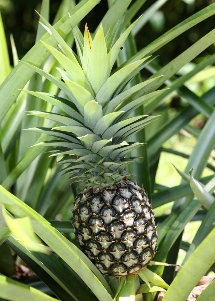 White Jade Pineapple Plant - Sweet, Low-Acid Tropical Fruit - Image 3