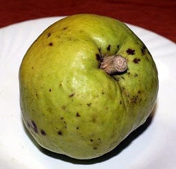 Younghans White Sapote Tree Grafted - Image 3