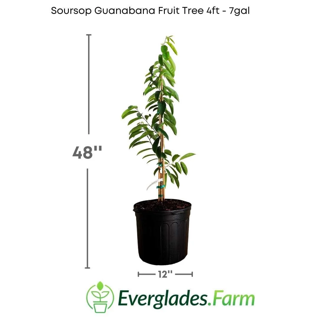 Whitman Fiberless Soursop Guanabana Grafted Fruit Tree - Image 6