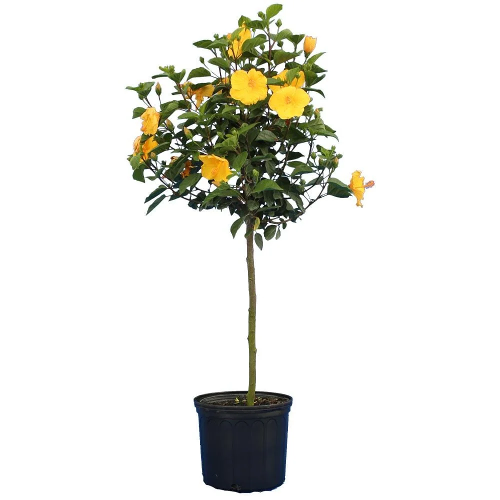 Yellow Flower Hibiscus Plant - Tropical Beauty for Your Garden