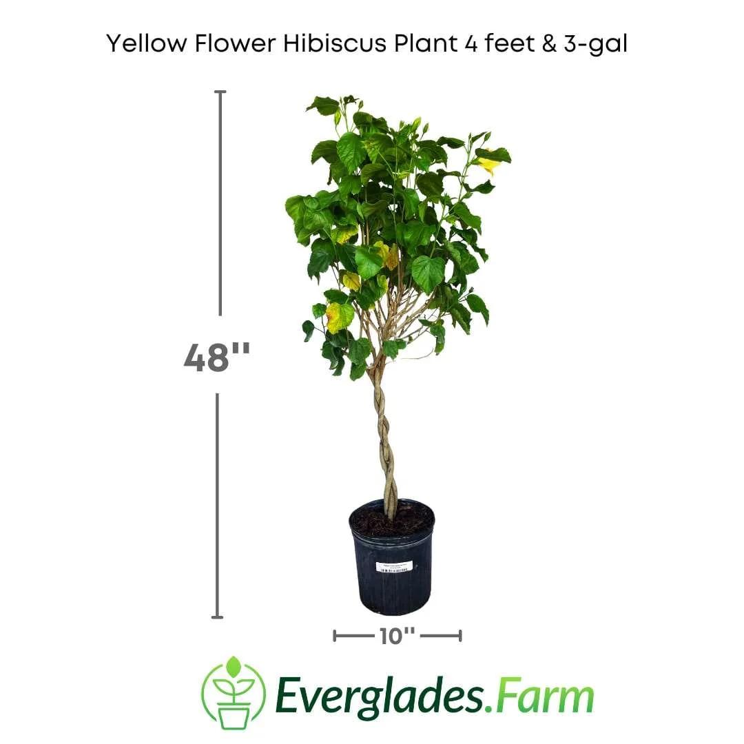 Yellow Flower Hibiscus Plant - Tropical Beauty for Your Garden - Image 2