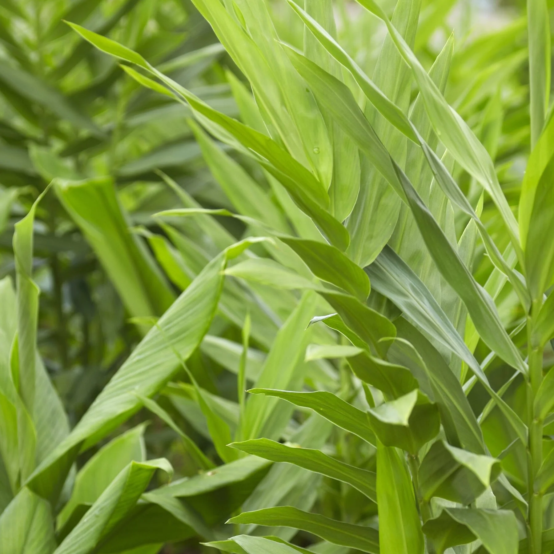 Yellow Turmeric Ginger | Curcuma Longa Plant - Image 3