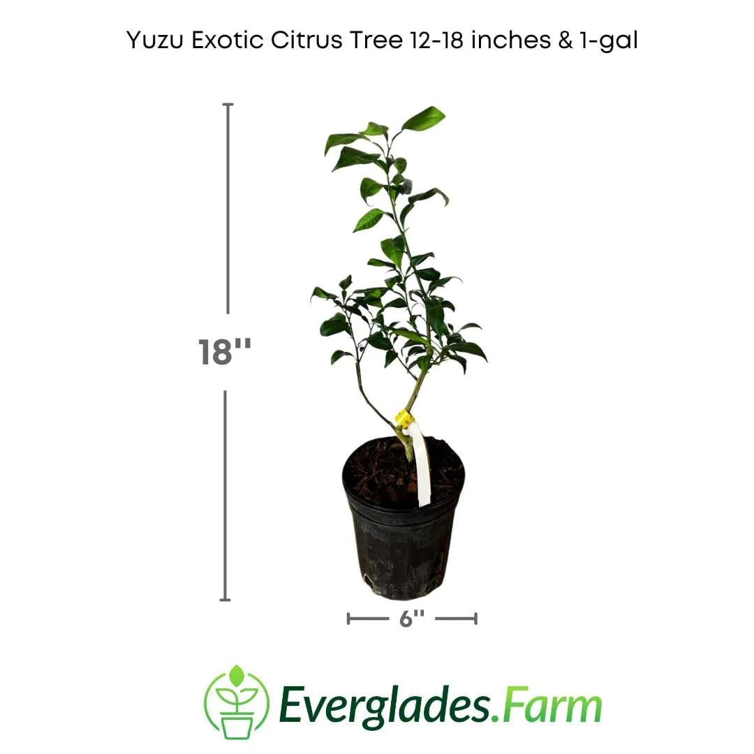 Yuzu Citrus Tree - Rare Japanese Fruit Plant | Rooted Cutting | Easy-to-Grow Exotic Citrus - Image 3