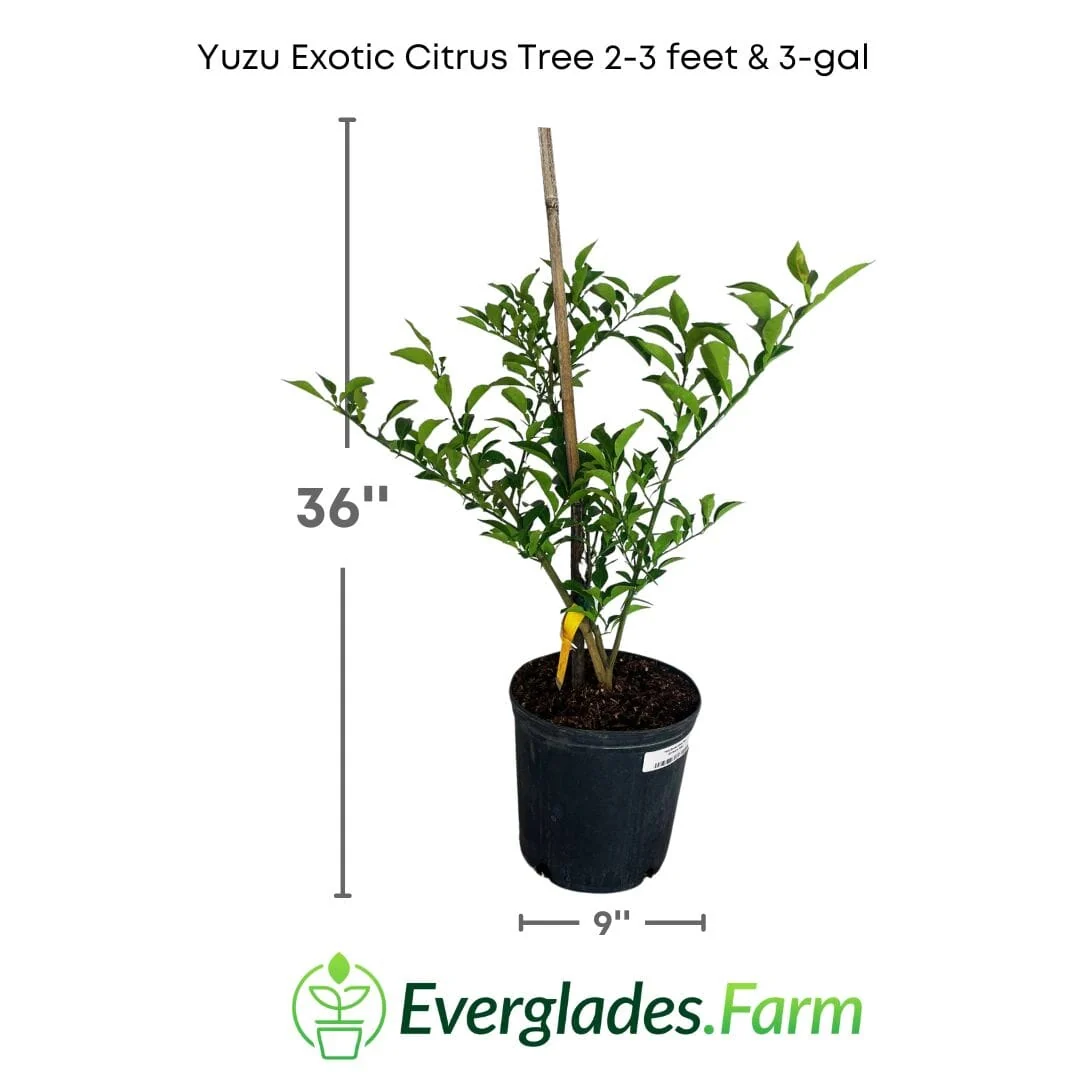 Yuzu Citrus Tree - Rare Japanese Fruit Plant | Rooted Cutting | Easy-to-Grow Exotic Citrus - Image 4