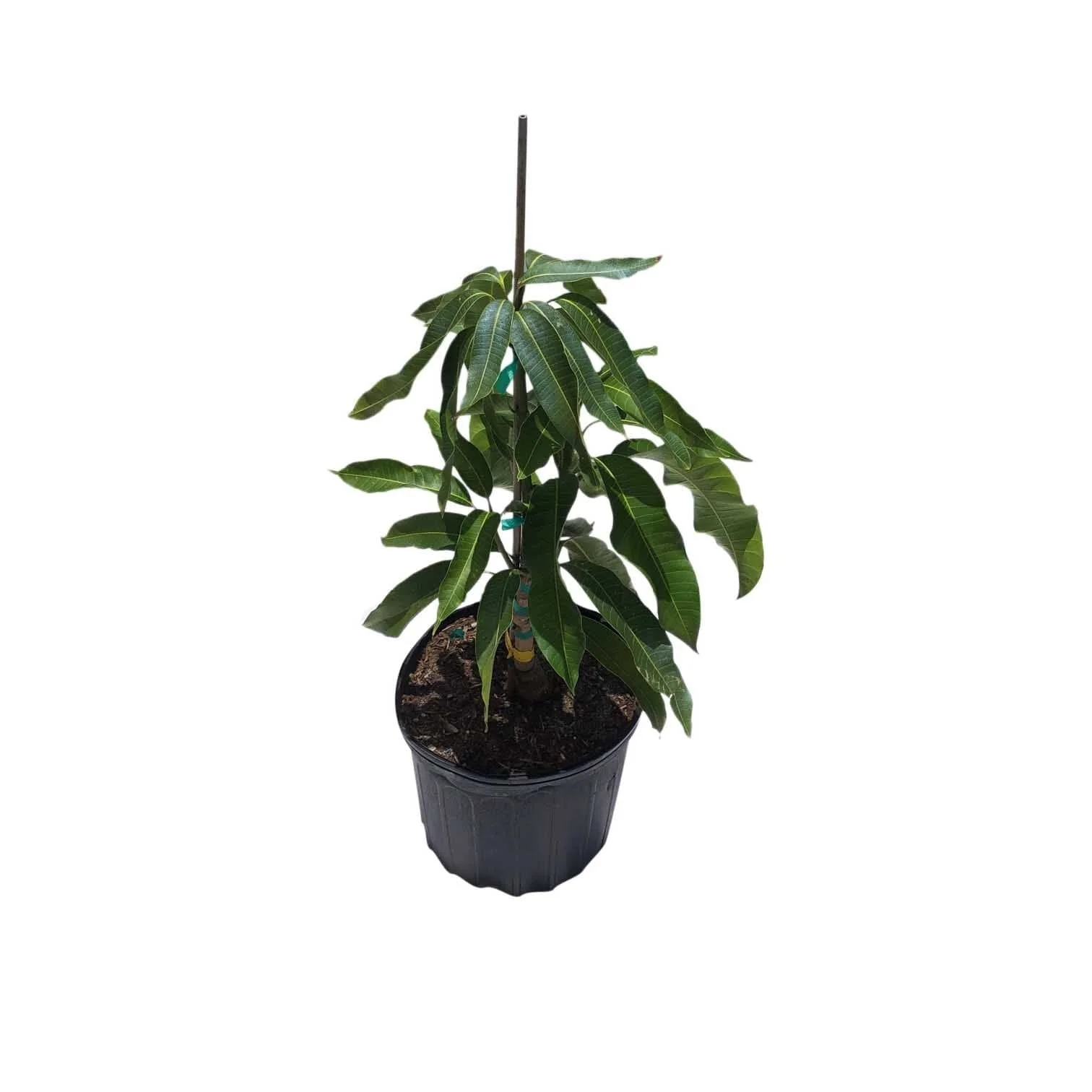 Zill Mango Tree, Grafted, for sale from Florida