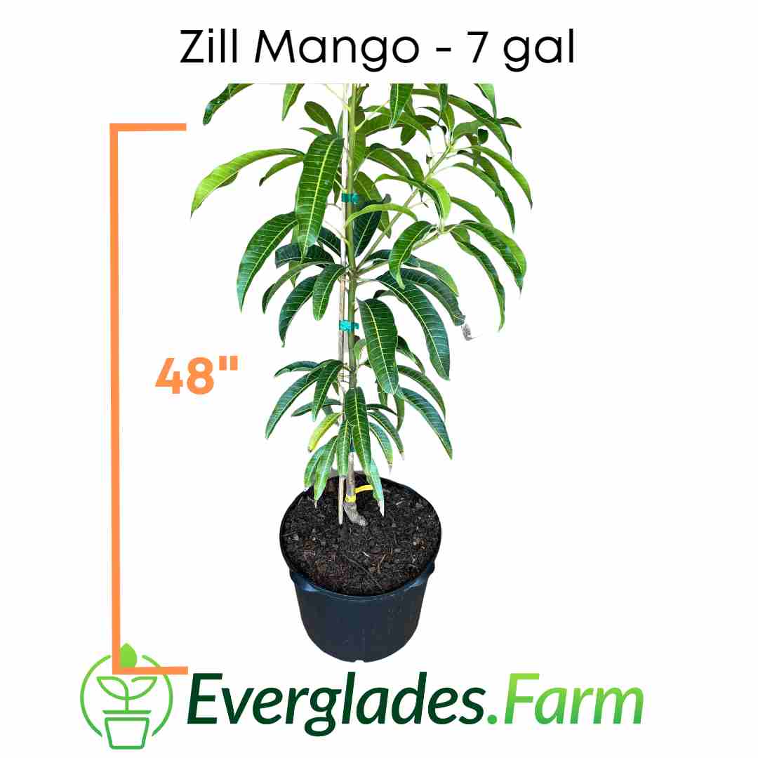 Zill Mango Tree, Grafted, for sale from Florida - Image 2